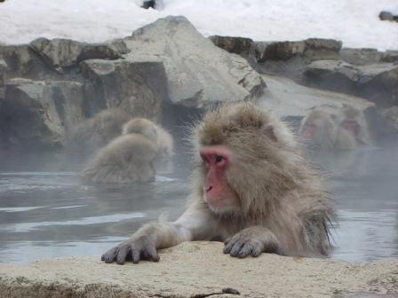 Nagano - Monkey in hot springs